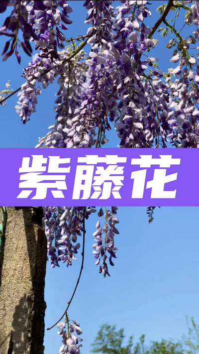 春有約，花不誤，陌上紫藤香如故。